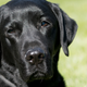 Image for article titled God bless bored sports commentators and their very good dogs